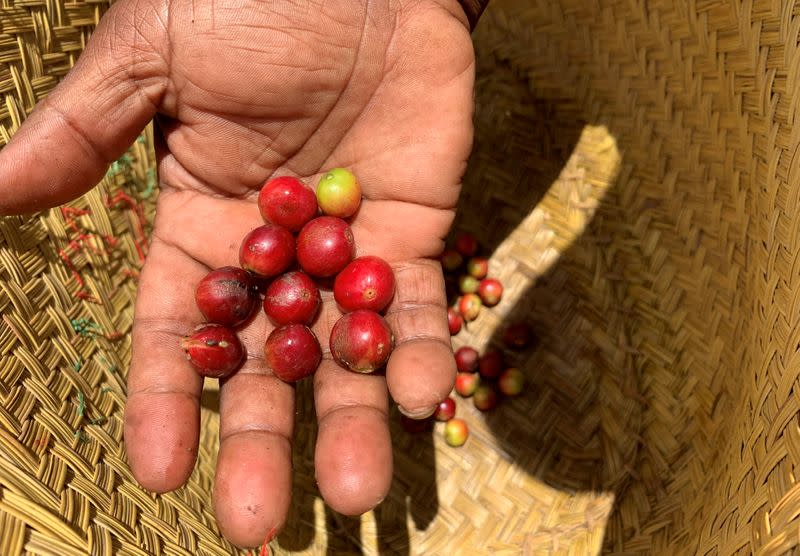 Randriamampionina, farmer and coffee grower displays coffee berries during his harvest in Amparaky village in Ampefy town of Itasy region