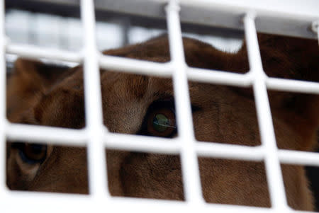 A former circus lion looks out from inside its cage in Callao, Peru, as it is prepared for transportation to a wildlife sanctuary in South Africa, April 29, 2016. REUTERS/Janine Costa