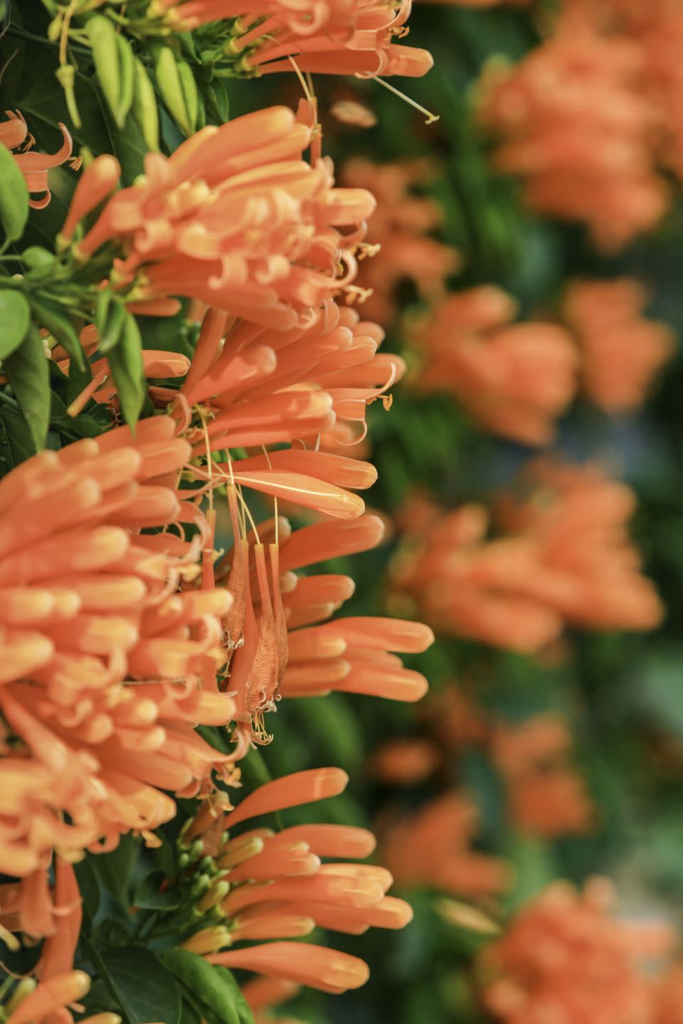 firecracker flowers