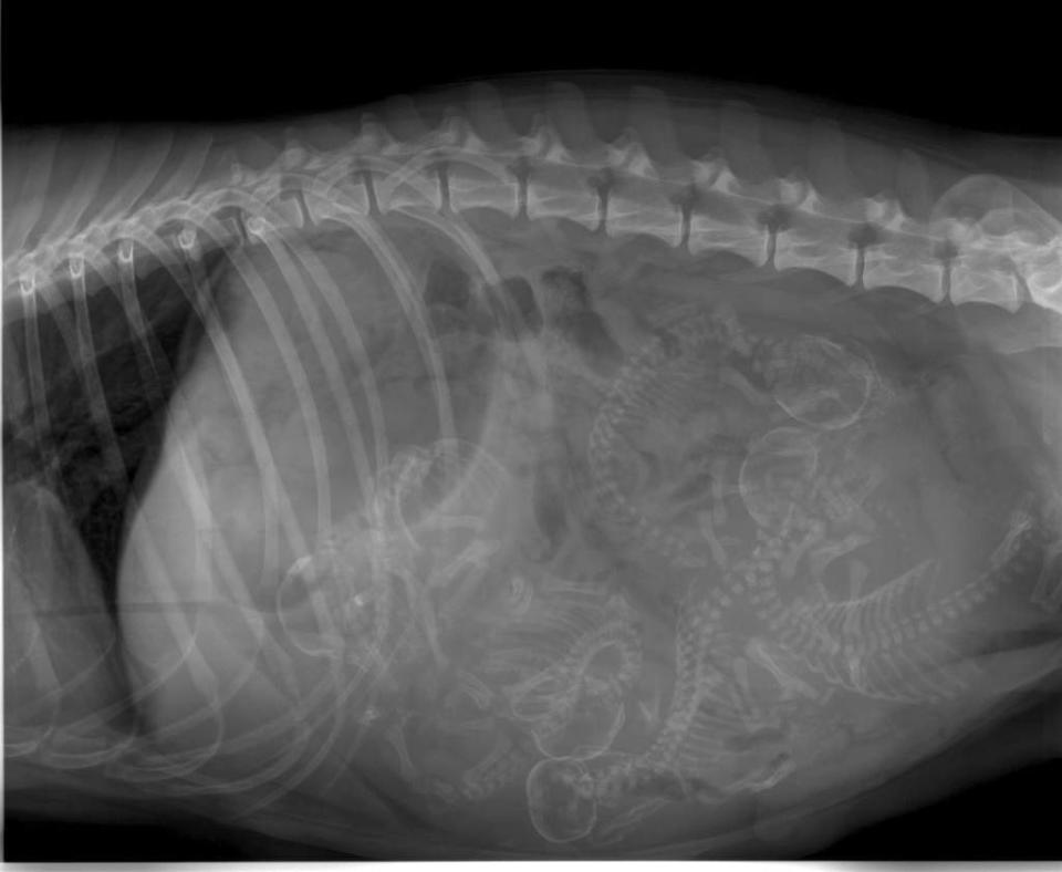 X-ray of a pregnant dog showing skeletons of many puppies