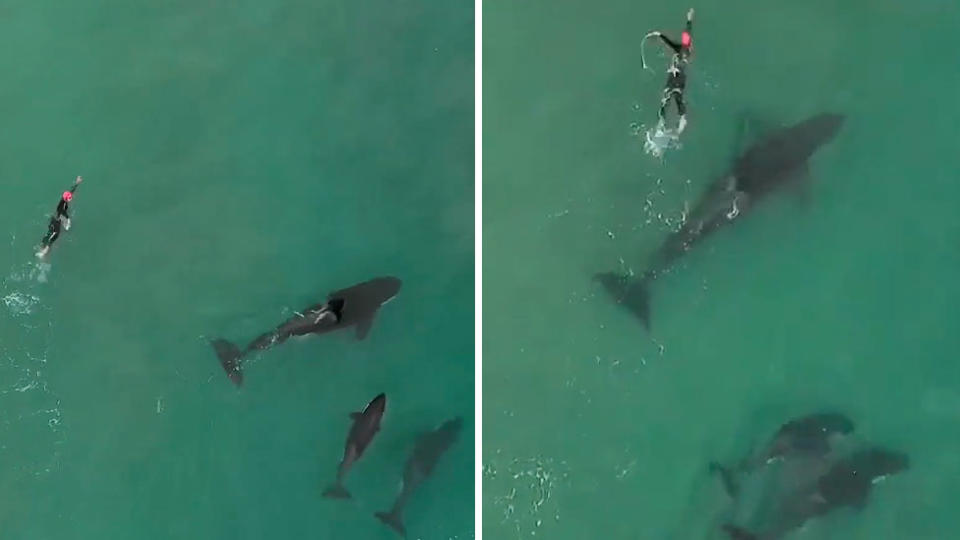 A drone caught the amazing moment a woman swam with killer whales at Hahei Beach in New Zealand. Source: Storyful