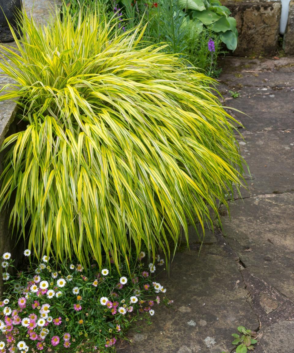 A bunch of light green Japanese forest grass cut in a circular shape with white and pink small flowers below it and gray pavement next to it