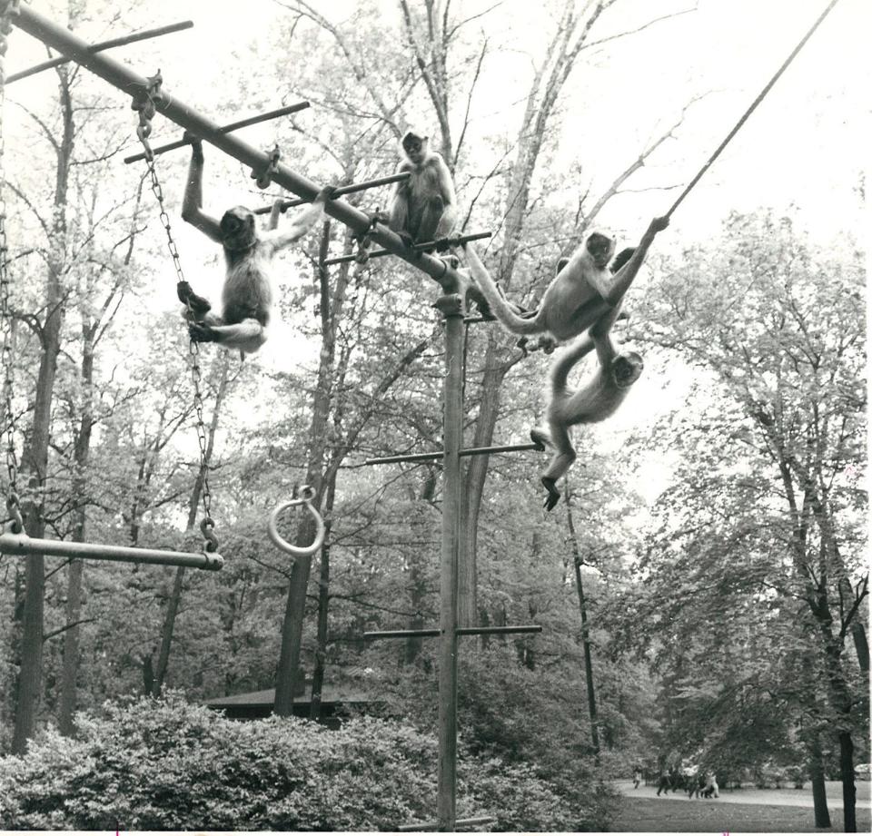 The monkey zoo at Potter Park Zoo in 1961.