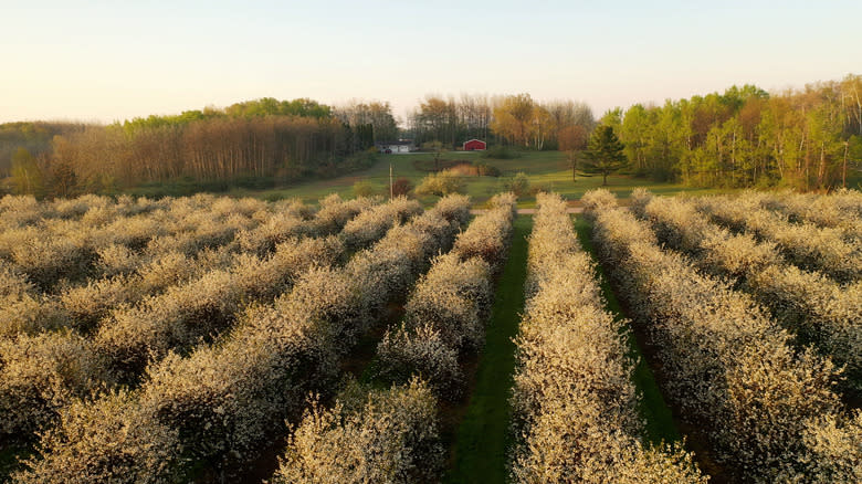 orchard of cherry blossoms