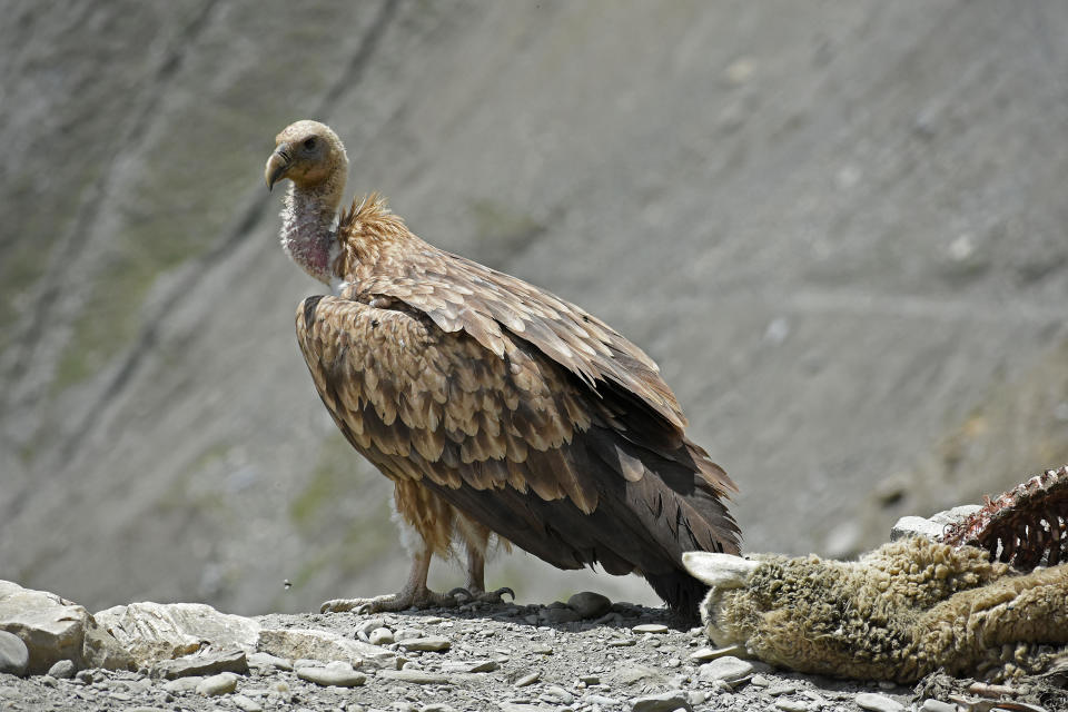 A vulture is seen next to the carcass of sheep at the Zojila Pass in India, in a June 7, 2022 file photo. / Credit: Faisal Khan/Anadolu Agency/Getty