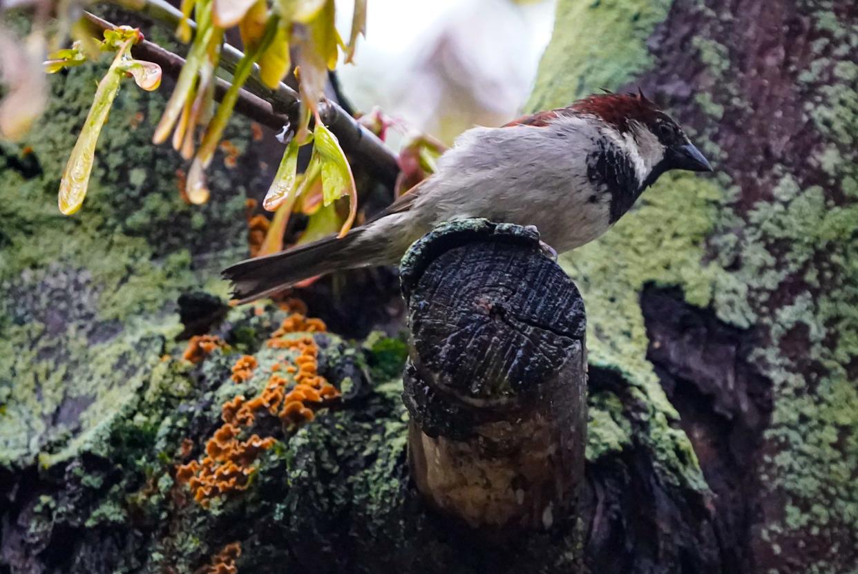 A damp house sparrow perches on a tree after a night of heavy rain on Thursday, April 11, 2024, in Indianapolis.