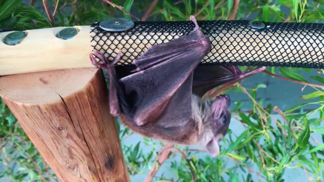 <div>File photo of a bat.</div> <strong>(FOX 9)</strong>