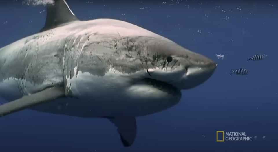 A great white shark swims in the ocean, with the National Geographic logo in the bottom right corner