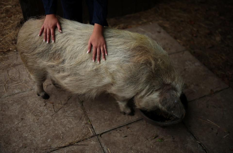 Ella-Rose rubs the back of one of the school’s pigs as she feeds the animals on the farm (Reuters)