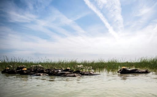 Heavy rains this year filled most of the marshes' surface area and wildlife -- and tourists -- have returned