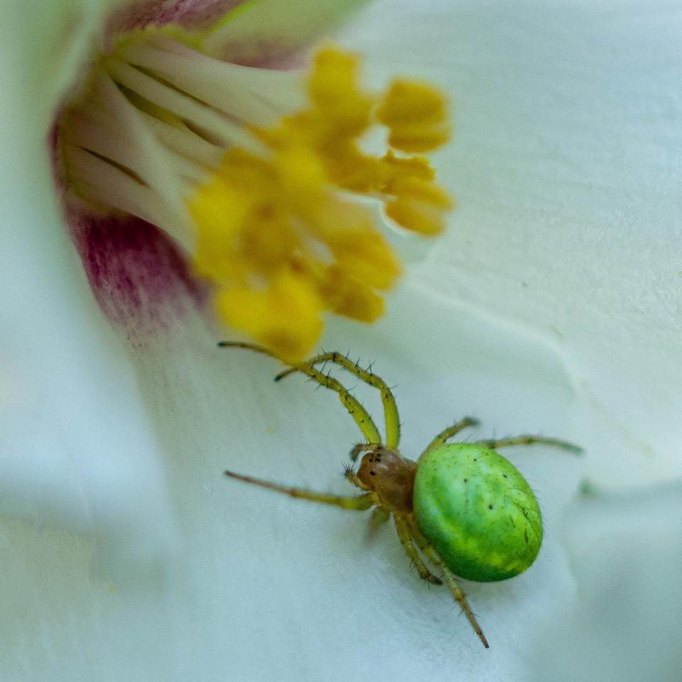 Cucumber green orb spider (Helwild/Blipfoto)