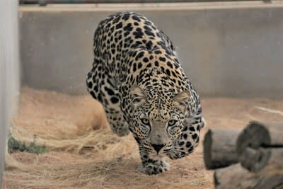 arabian leopard