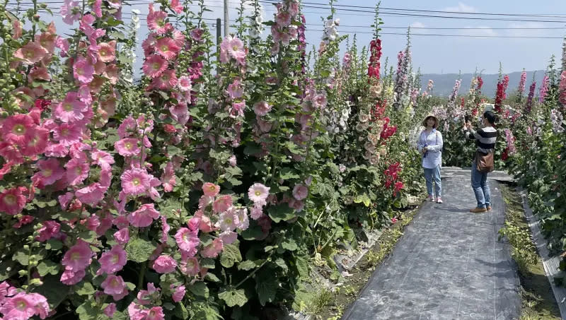 ▲彰化員林的蜀葵花已經盛開。（圖／參山國家風景區管理處提供，2024.03.30）