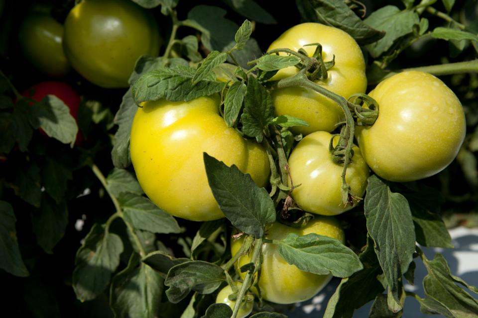 Green tomatoes on a plant. 