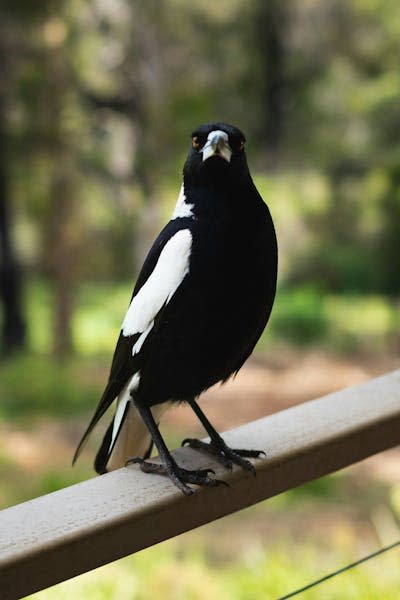 Un pájaro blanco y negro de ojos anaranjados y expresión curiosa se posa en una barandilla.