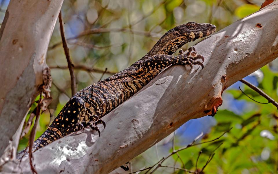 There's a very high chance of spotting monitor lizards