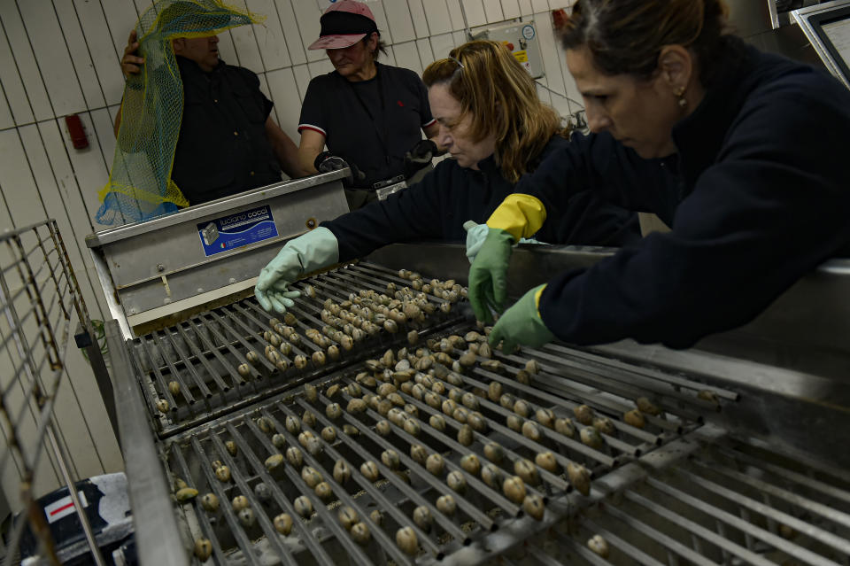 Justa Lopez, center, works checking the size of clams at a small factory in Lourizan, Galicia, northern Spain, Monday, April 17, 2023. They fan out in groups, mostly women, plodding in rain boots across the soggy wet sands of the inlet, making the most of the low tide. These are the clam diggers, or as they call themselves, "the peasant farmers of the sea." (AP Photo/Alvaro Barrientos)