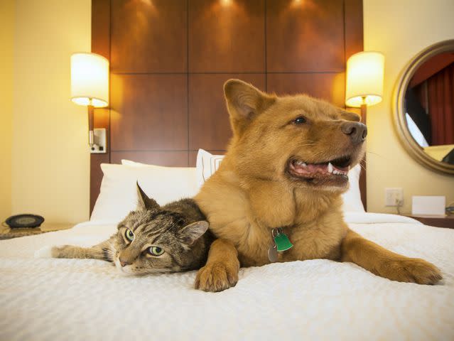 Photo © Shutterstock/Michael Pettigrew Dog and cat relaxing in hotel bed.