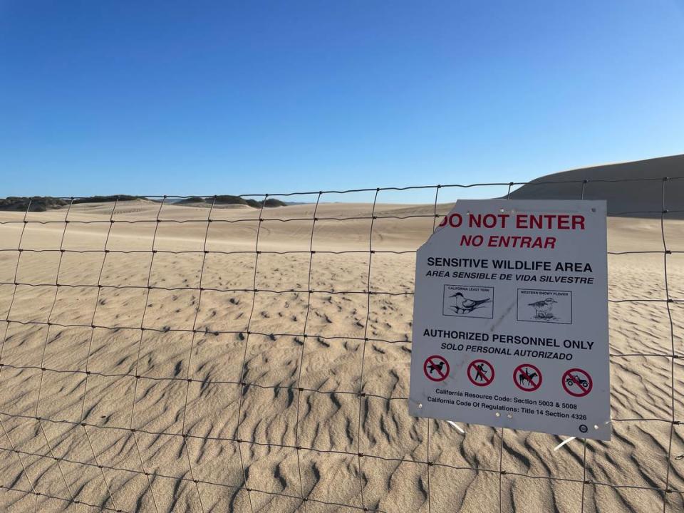 Fences surrounding a 300-acre snowy plover and California least tern exclosure at Oceano Dunes State Vehicular Recreation Area were put back up a week after they were taken down.