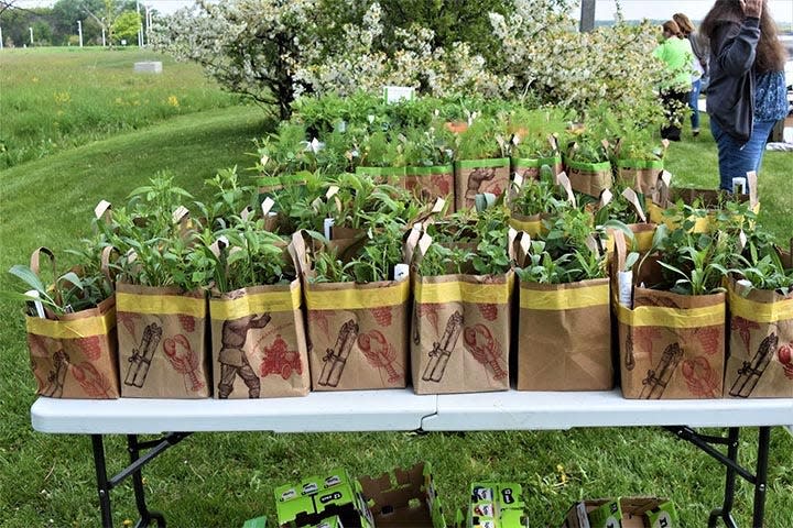 Milkweed is key to the survival of the monarch butterfly, and the Friends of the Monarch Trail will have plenty available at this year's plant sale.