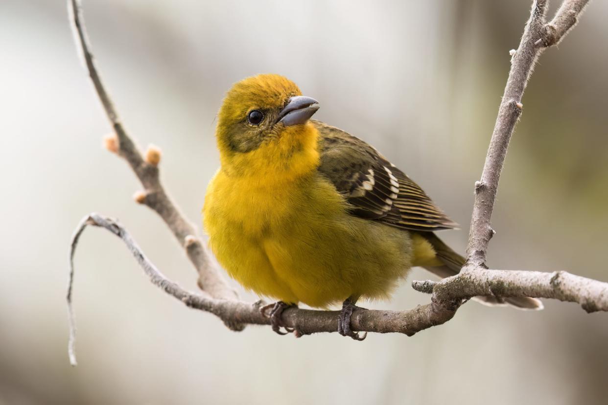A female flame-colored tanager is shown in this April 30 photograph taken in Sheridan Park in Milwaukee. It is the first record of this species in Wisconsin, according to birding experts.