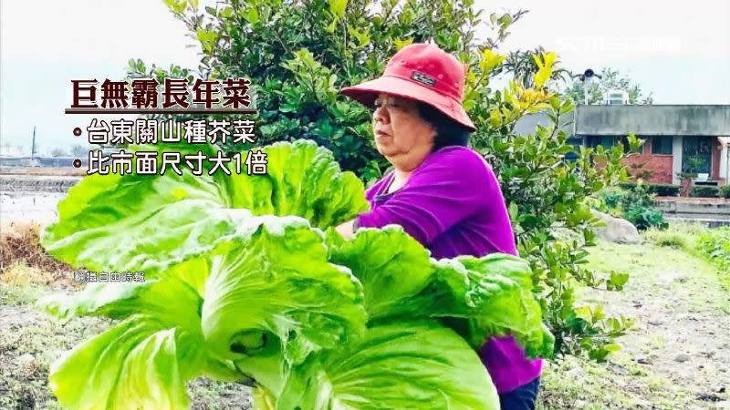 台東關山有一名范姓農婦，每年都會收成巨無霸芥菜。（圖／翻攝自自由時報）