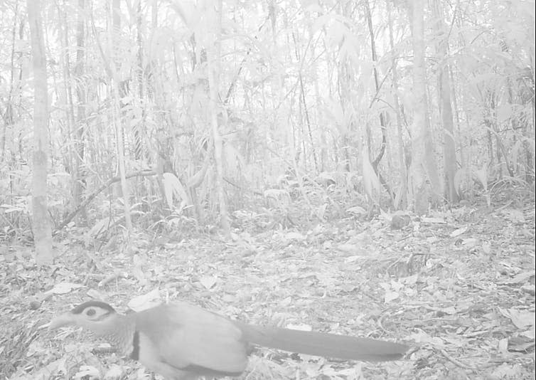 <span class="caption">Red-billed cuckoo.</span> <span class="attribution"><span class="source">Mark Abrahams</span>, <span class="license">Author provided</span></span>