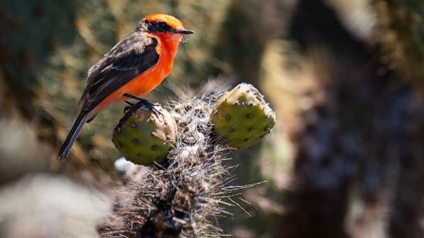 PHOTO: A Little vermillion flycatcher. (Island Conservation)