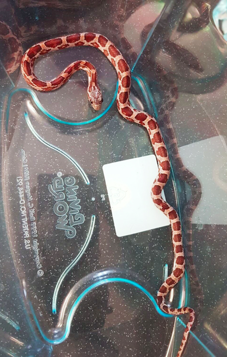 The corn snake is thought to be approximately three-weeks-old (PA)