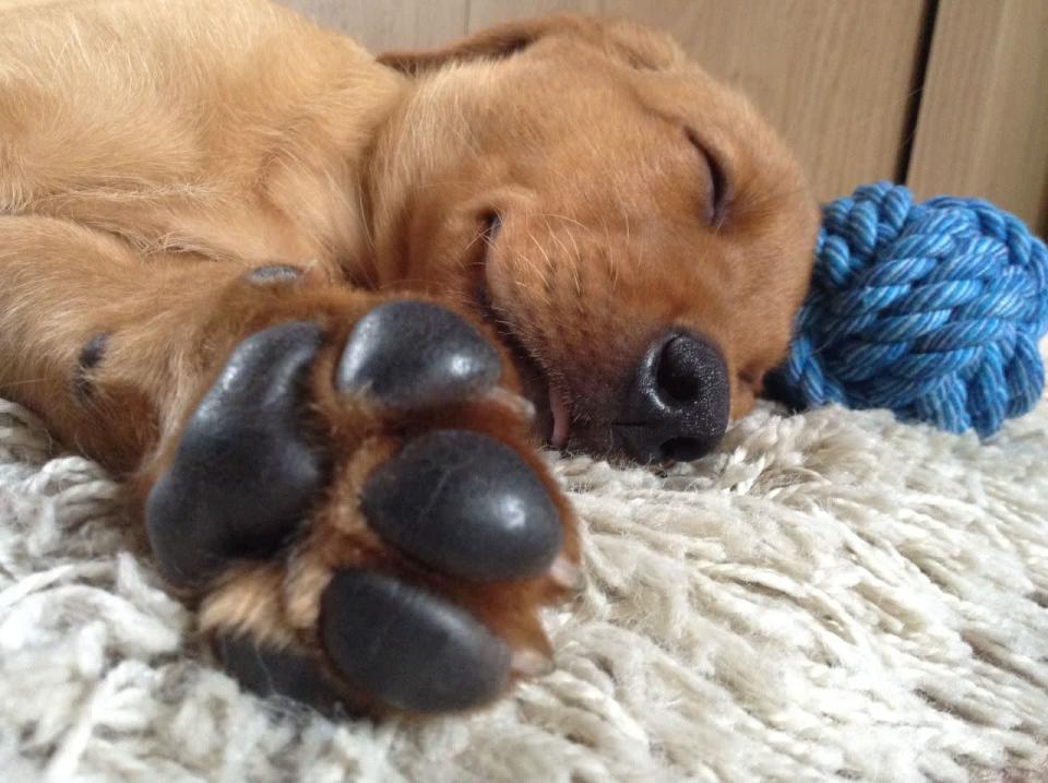 <p>Hugo the labrador retriever enjoys a quick kip, in a snap taken by Jade Hudon, the winner of the ‘I Love Dogs Because…’ under-18s category. (Jade Hudson/PA Wire)</p>