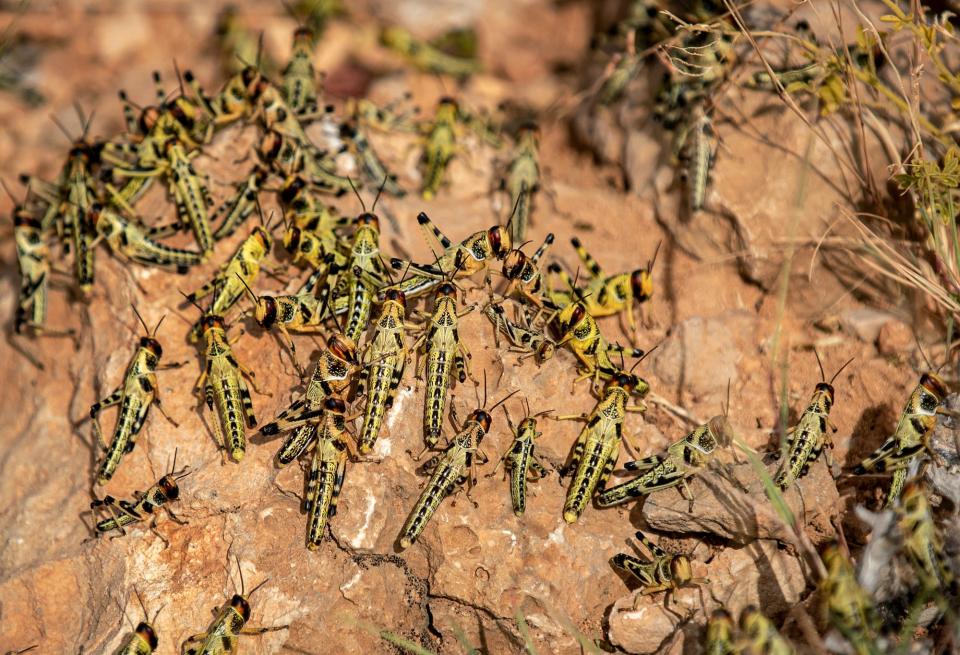 Young desert locusts