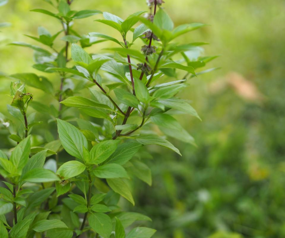 Thai basil with purple stems, flowers and spear