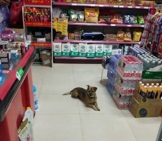 Pictured is Xiao Bao in a supermarket, where he remained waiting for his owner.