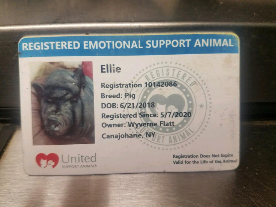 Ellie is registered as an emotional support animal. (Courtesy Lenny Flatt)