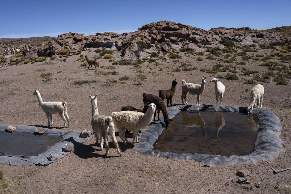 Llamas drink water in the hills of the Atacama Desert near Peine, Chile, Saturday, April 15, 2023. As the world’s most powerful increasingly look toward the lithium triangle, the largest reserve of lithium on earth, as a crucial puzzle piece to save the environment, others worry the search for “white gold” will mean sacrificing that very life force that has sustained the region’s native people for centuries. (AP Photo/Rodrigo Abd)