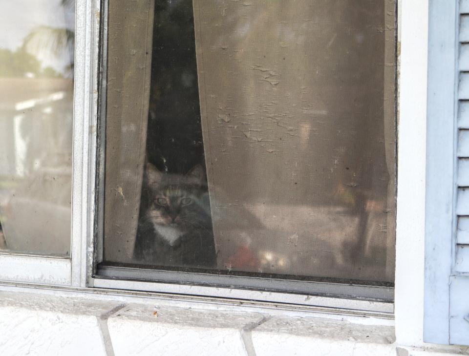 A cat peers out from the windowsill of a home on the 1300 block of Meadowbrook Drive, west of Drexel Road, where deputies say Mark Lee killed a woman and himself on Dec. 21, 2022.