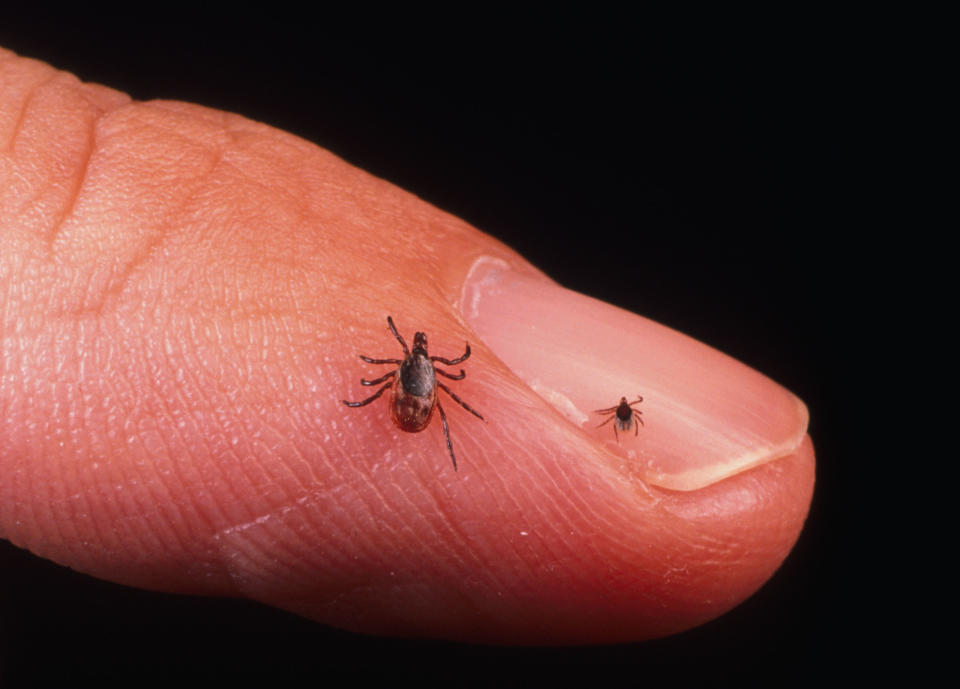 A close up of an adult female and nymph tick