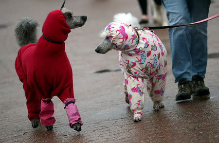 Poodles arrive for the final day of the Crufts Dog Show in Birmingham, Britain, March 10, 2019. REUTERS/Hannah McKay