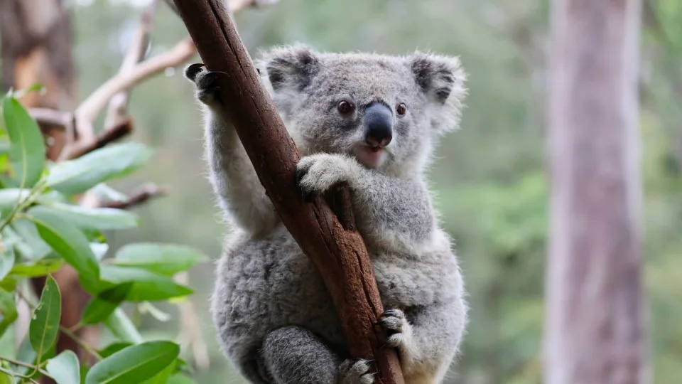 16 koalas die mysteriously on Australian plantation