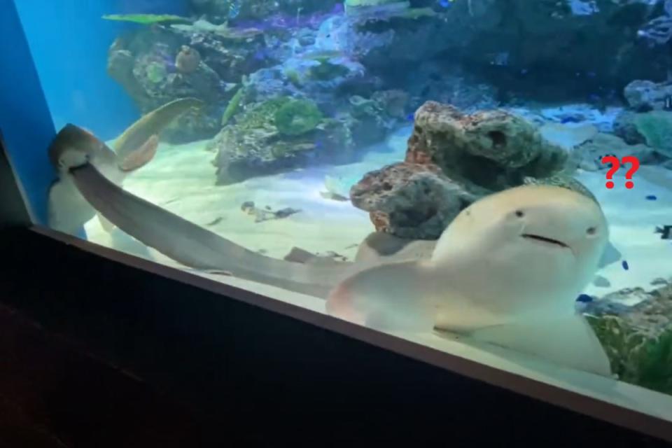 ▲日本水族館有一隻豹紋鯊被人目睹正在被同伴「咬尾巴」。（圖／twitter帳號omochi_nam01）