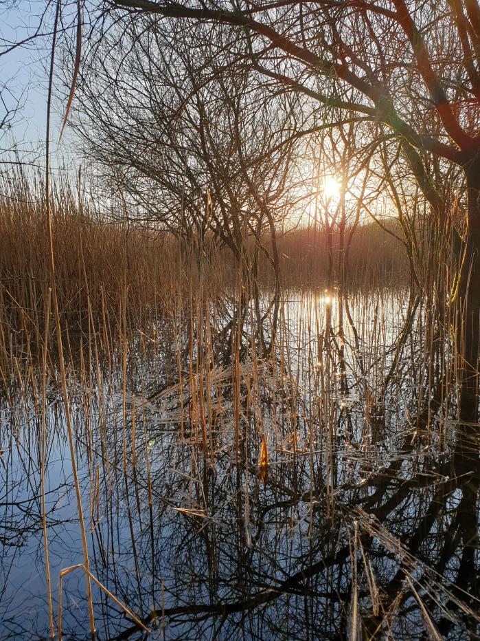 A reedbed habitat in winter