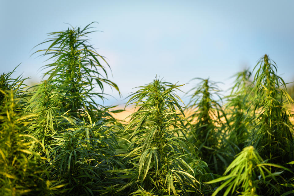 A crop of marijuana growing outdoors.