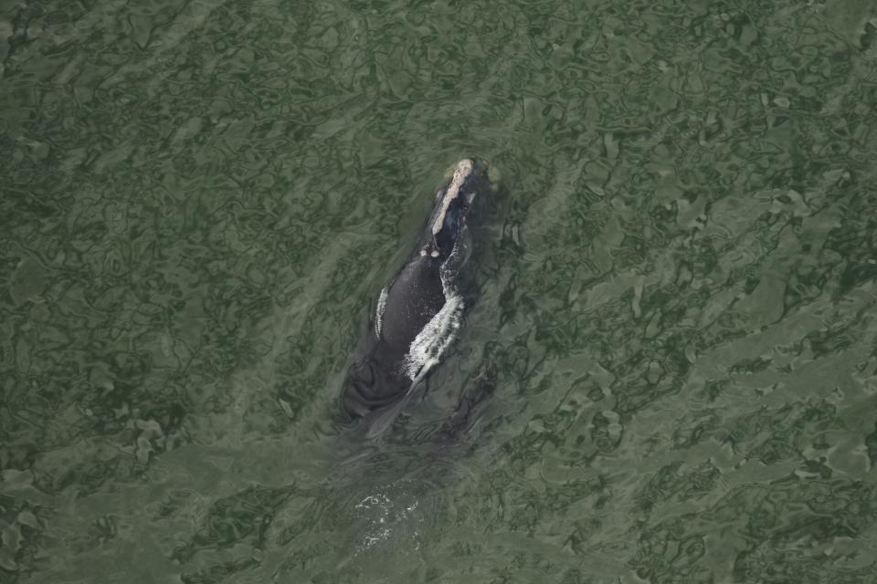 Celebrate endangered right whales in Fernandina Beach.