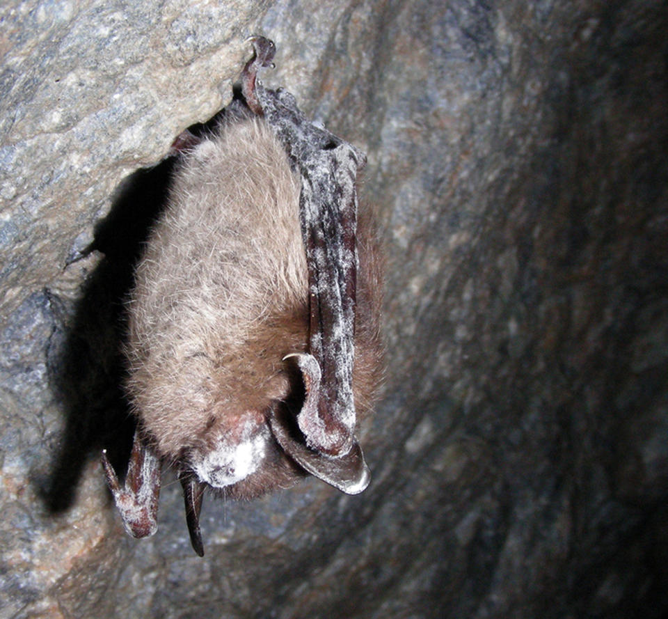 In this March 26, 2009 photo provided by the U.S. Fish and Wildlife Service is a little brown bat with white-nose syndrome in a Vermont cave. Michigan and Wisconsin wildlife officials said Thursday, April 10, 2104 that tests have confirmed the presence of the fungus that causes white-nose syndrome, which has killed millions of bats in the U.S. and Canada. The disease has now been confirmed in 25 states following today's announcements in Michigan and Wisconsin. (AP Photo/U.S. Fish and Wildlife Service, Marvin Moriarty)