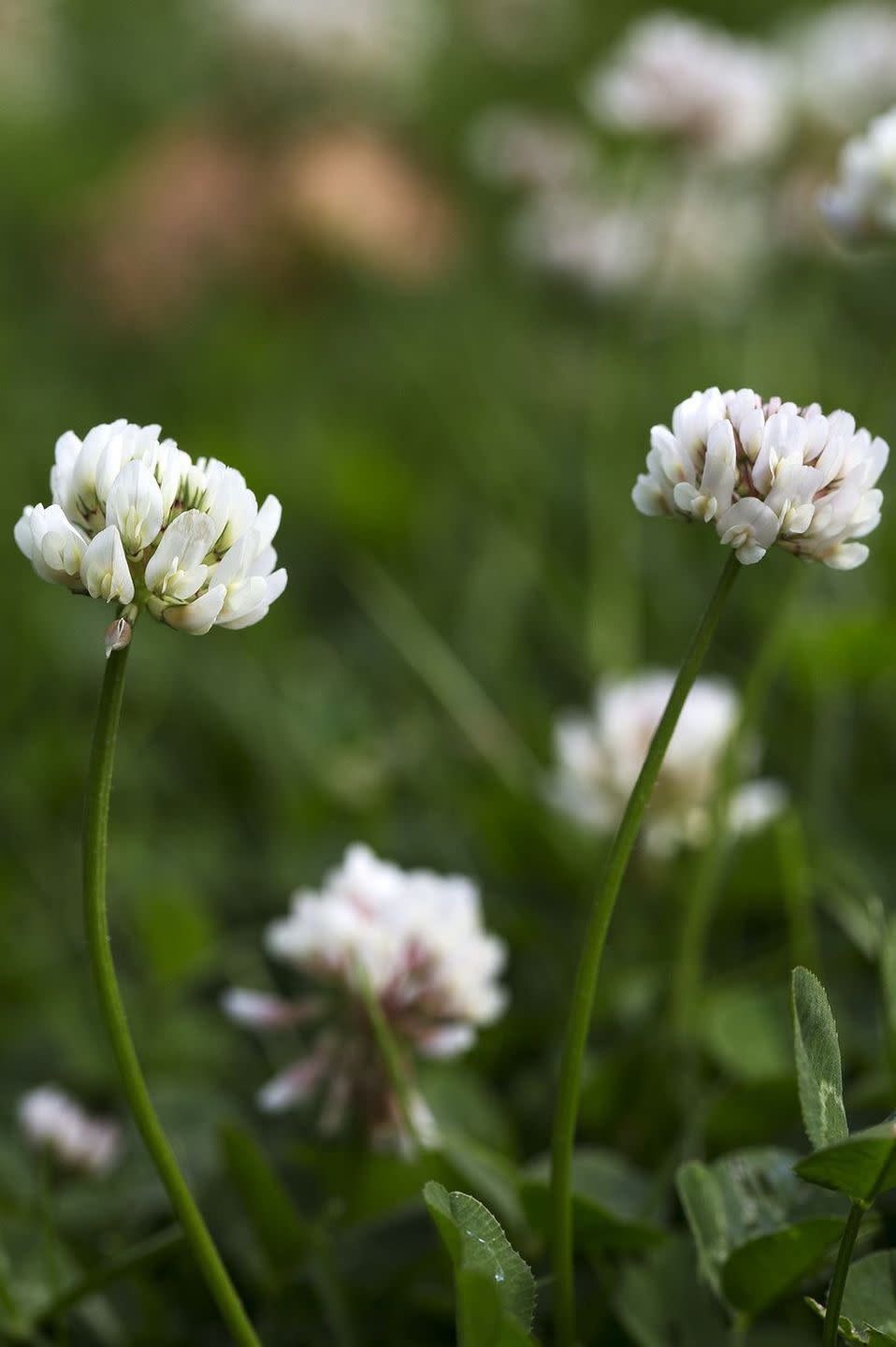 flower meanings, white clover