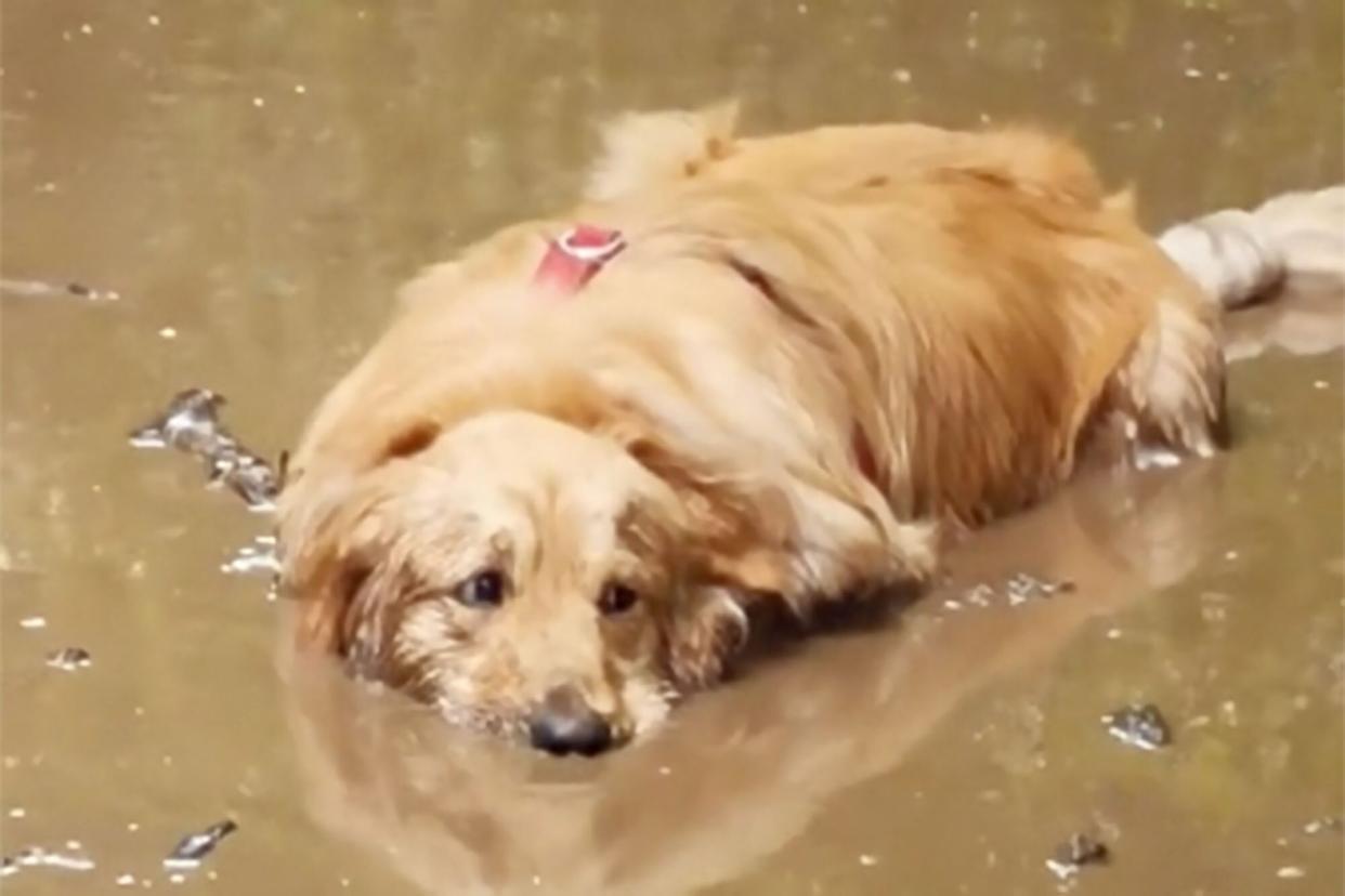 golden retriever laying in a deep mud puddle