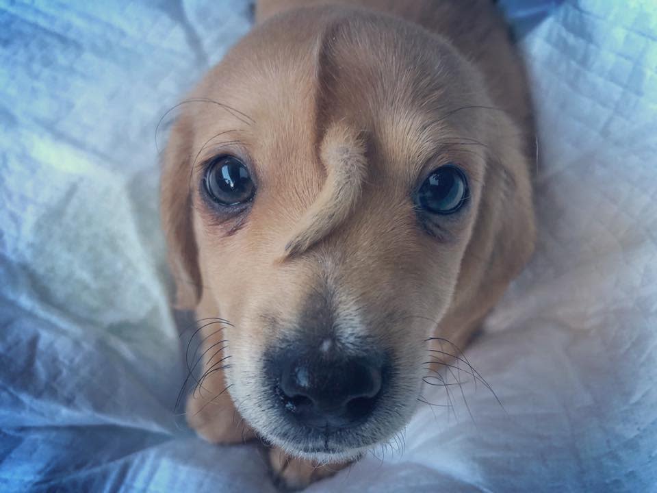 Narwhal, the 10-week-old puppy with a tail growing out of his forehead, is a viral sensation. (Photo: Facebook)