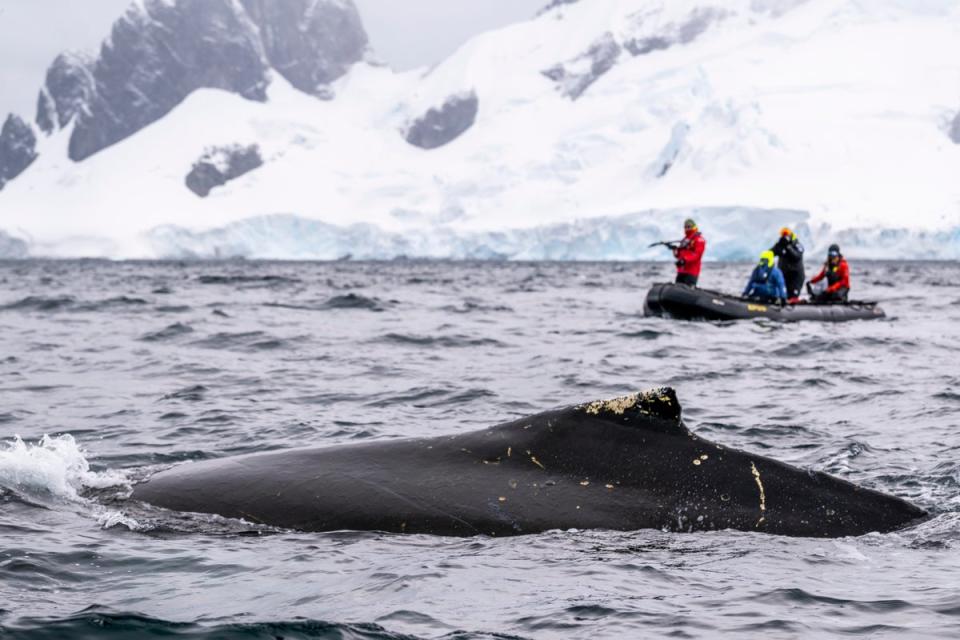 Scientists monitor a whale (Ted Grambeau for Intrepid Travel. Imagery collected under scientific permits: NMFS #23095, ACA # 021-006.)
