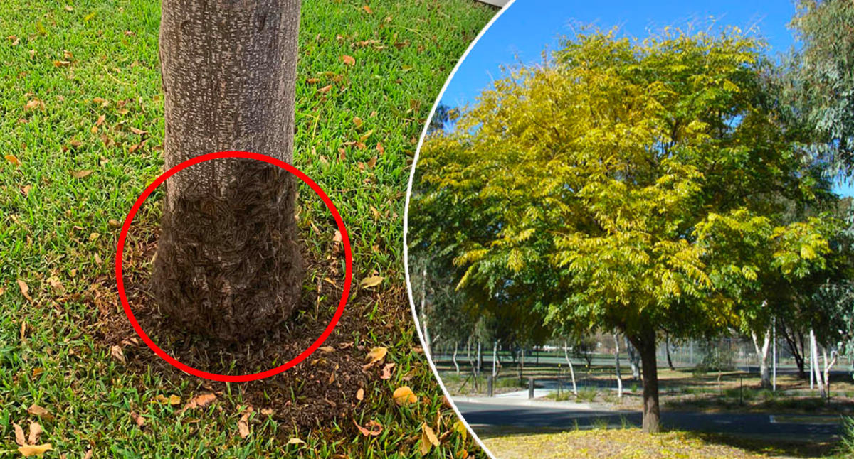 Warning after Aussie's common discovery at base of tree: 'Stay away