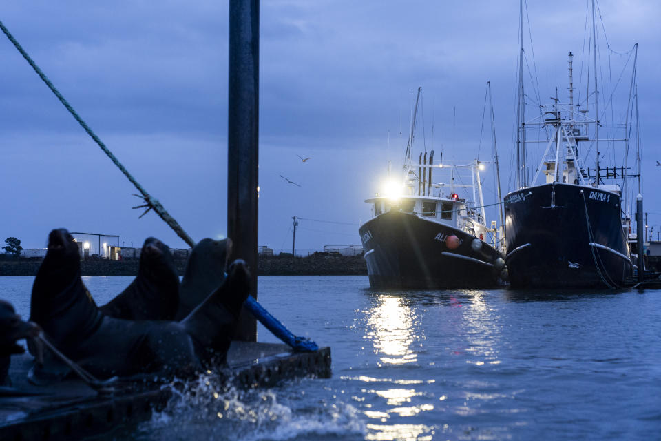 Sea lions gather on the docks in front of the ship Dayna S, right, a McAdam's Fish boat where seafarer Reyner Dagalea of the Philippines lived for months last year while waiting for backpay, in Westport, Wash., on Wednesday, Jan. 31, 2024. (AP Photo/Lindsey Wasson)